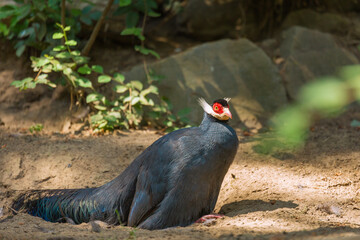 Blue eared pheasant sitting on sand in natural habitat, amazing bird of central China. Nature conservation. Ecotourism