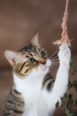Playful Tabby Cat Reaching for a Rope