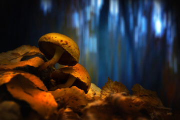 A mushroom photographed in its habitat. Natural and aesthetic mushroom photograph. Nature background