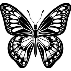 butterfly illustration