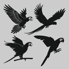 various pose of parrot silhouette vector design art and illustration