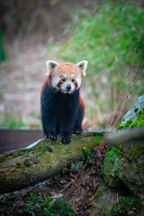 red panda in the forest