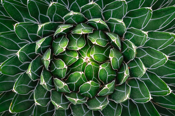close up of a cactus