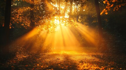 Fototapeta premium A serene forest scene basked in golden light as the sun filters through, casting ethereal rays amidst leafy trees and creating a magical, tranquil ambiance.