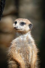 Fototapeta premium meerkat on guard