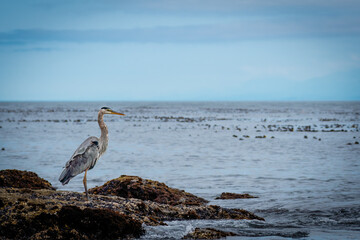 great heron on the beach