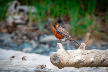 robin on a branch