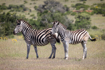 Fototapeta na wymiar An adult and a young Plains Zebra standing symmetrically in a clearing in the African bush in Addo National Park, South Africa