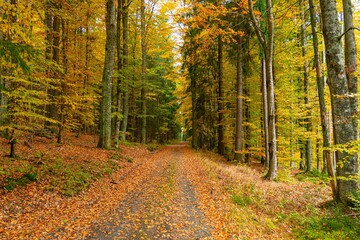 Obraz premium path in autumn forest