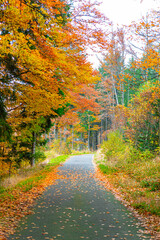 Obraz premium autumn in the forest