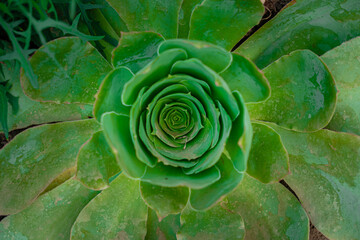 Fototapeta premium close up of a plant