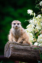 Obraz premium meerkat on guard