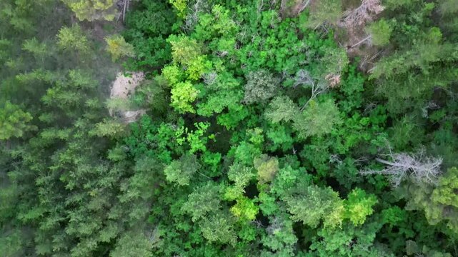 &Uuml;ber dem Wald