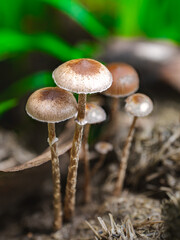 Close-Up of Wild Mushrooms in a Natural Setting
