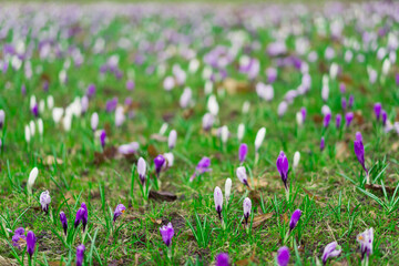 Naklejka premium Beautiful spring crocuses in the garden. Flowering of bulbous plants in the garden. Floral spring background with pink and purple crocus flowers
