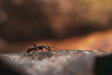 Close-Up of a Black Ant on a Leaf in a Natural Habitat