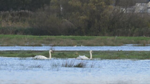 Mute Swan, Cygnus olor - birds in winter on marshes