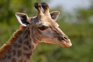 Close up of Giraffe face
