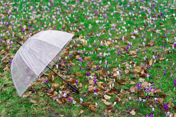 Beautiful spring crocuses iafter rain.  Flowering of bulbous plants in the garden. Floral spring background with pink and purple crocus flowers