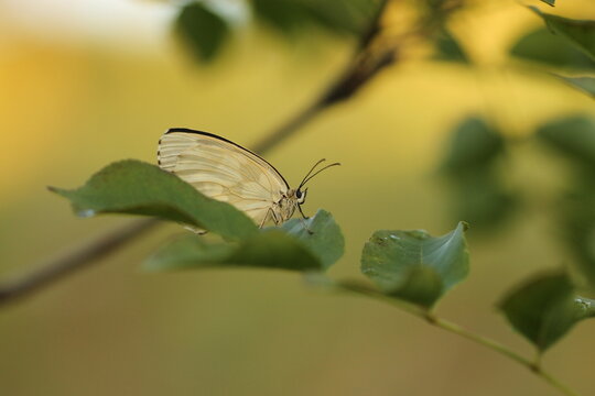 una farfalla melanargia galathea su un fiore in estate