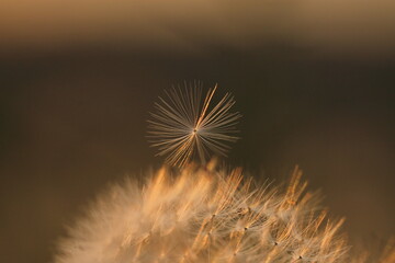 fiore di dente di leone al tramonto