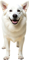 Large white dog isolated on transparent background