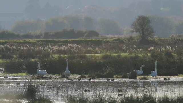 Mute Swan, Cygnus olor - birds in winter on marshes