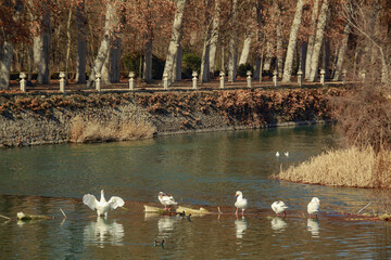 Río Jarama con animales