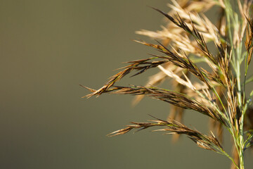 Obraz premium close-up of blade with seeds, brown green background, close-up of a blade of grass with seeds and small threads, dried flowers