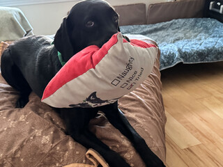 Black labrador retriever dog holds a small throw pillow in his mouth