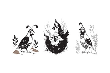 vector illustration of Cute cartoon California quail bird standing silhouette style