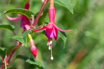 Close up of a pink fuchsia in bloom