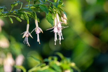 Pink fuchsias in bloom