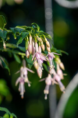 Pink fuchsias in bloom