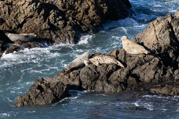 Seals getting sun on rocks