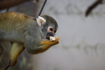 white tailed macaque