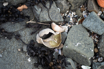 Shells, seaweed, stones and garbage on the beach at low tide