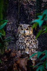 great horned owl