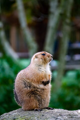 close up of a prairie dog