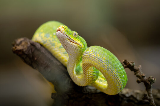 Green Tree Python Resting on a Branch with blurred background