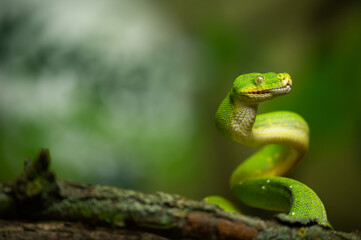 Green Tree Python snake standing at attention above a branch in the jungle