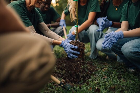 Group of volunteers planting a tree in the park