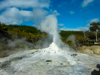 Geyser erupting with plume of white steam and water shooting into air in Waiotapu Thermal Wonderland. Geothermal volcanic activity near Rotorua lake, Bay of Plenty Region, North Island New Zealand