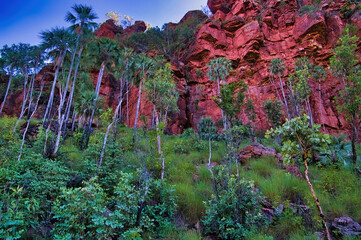 Victoria River fan palms (Livistona victoriae) at the foot of dark red eroded sandstone cliffs at...