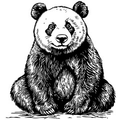 Detailed Hand-Drawn Sketch Illustration, Panda in Monochrome Art, Transparent Background, Vector File