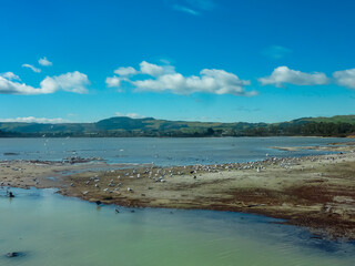 Large flock of seagulls birds gathered on muddy sandy area along edge of geothermal Rotorua lake, Bay of Plenty Region, North Island New Zealand. Rolling green hills under blue sky. Rhyolitic caldera