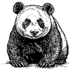 Elegant Line Art Sketch, Vintage Illustration of Panda, Isolated on Transparent Background, Vector Format 