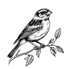 Elegant Line Art Sketch, Vintage Illustration of Sparrow Bird, Isolated on Transparent Background, Vector Format