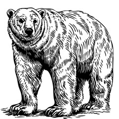 Fine Line Art Illustration, Detailed Sketch of Polar Bear, Transparent Background, Scalable Vector