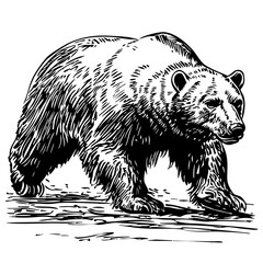 Fine Line Art Illustration, Detailed Sketch of Polar Bear, Transparent Background, Scalable Vector